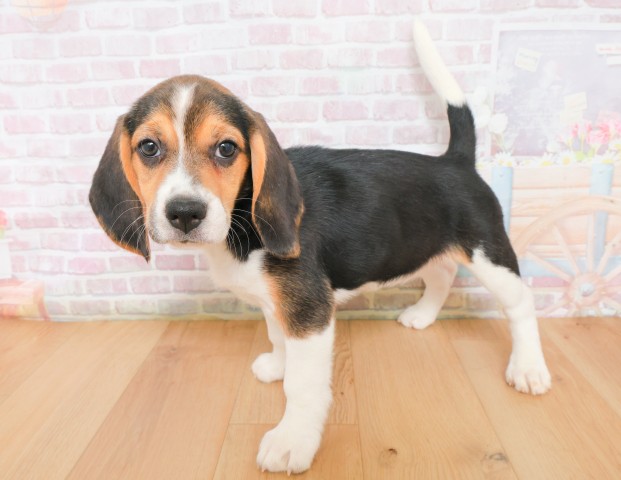 宮城県のビーグル (Coo&RIKUイオンタウン古川店/2025年12月16日生まれ/女の子/ブラックタンホワイト)の子犬の2枚目の画像