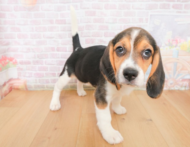 宮城県のビーグル (Coo&RIKUイオンタウン古川店/2025年12月16日生まれ/女の子/ブラックタンホワイト)の子犬の3枚目の画像