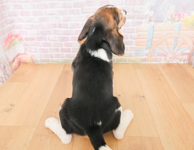 宮城県のビーグル (Coo&RIKUイオンタウン古川店/2025年12月16日生まれ/女の子/ブラックタンホワイト)の子犬の4枚目の画像