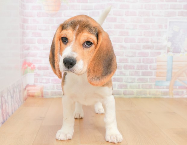 青森県のビーグル (Coo&RIKU八戸店/2025年12月16日生まれ/女の子/ブラックタンホワイト)の子犬の1枚目の画像