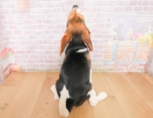 青森県のビーグル (Coo&RIKU八戸店/2025年12月16日生まれ/女の子/ブラックタンホワイト)の子犬の4枚目の画像