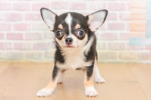 福島県のチワワ(スムース) (Coo&RIKU郡山店/2025年12月17日生まれ/男の子/ブラックタンホワイト)の子犬の1枚目の画像