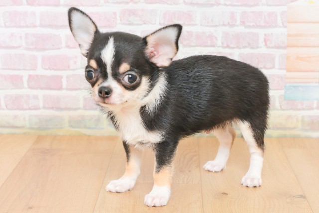 福島県のチワワ(スムース) (Coo&RIKU郡山店/2025年12月17日生まれ/男の子/ブラックタンホワイト)の子犬の2枚目の画像