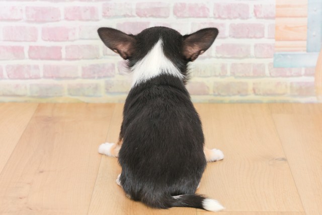 福島県のチワワ(スムース) (Coo&RIKU郡山店/2025年12月17日生まれ/男の子/ブラックタンホワイト)の子犬の4枚目の画像