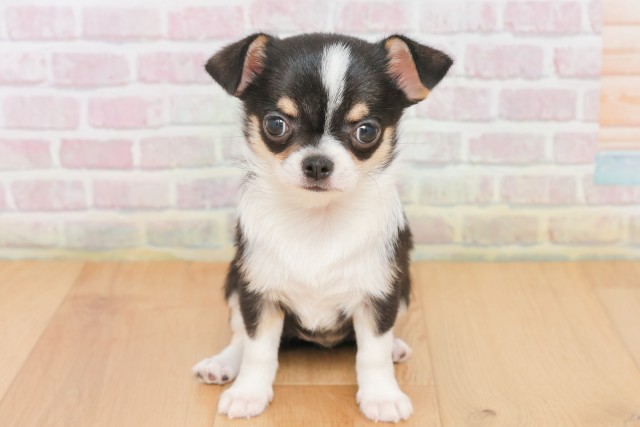 福島県のチワワ(スムース) (Coo&RIKU福島店/2025年12月17日生まれ/女の子/ブラックタンホワイト)の子犬の1枚目の画像