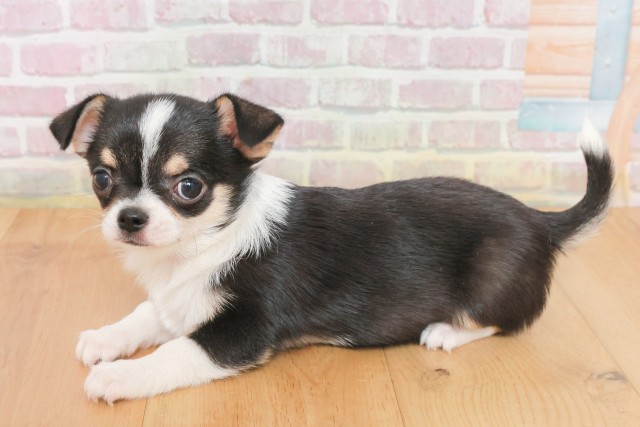 福島県のチワワ(スムース) (Coo&RIKU福島店/2025年12月17日生まれ/女の子/ブラックタンホワイト)の子犬の2枚目の画像