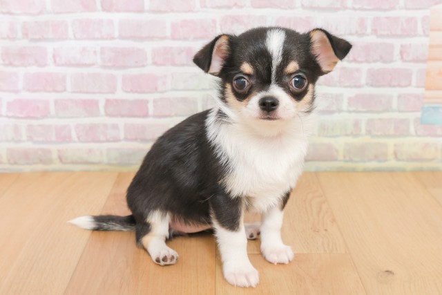 福島県のチワワ(スムース) (Coo&RIKU福島店/2025年12月17日生まれ/女の子/ブラックタンホワイト)の子犬の3枚目の画像