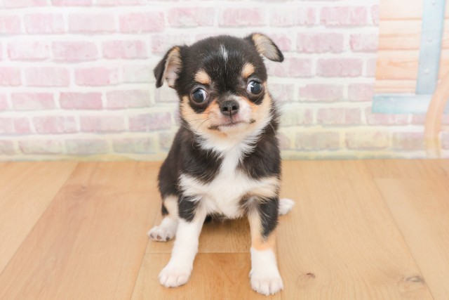 岩手県のチワワ(スムース) (Coo&RIKU岩手盛岡店/2025年12月17日生まれ/女の子/ブラックタンホワイト)の子犬