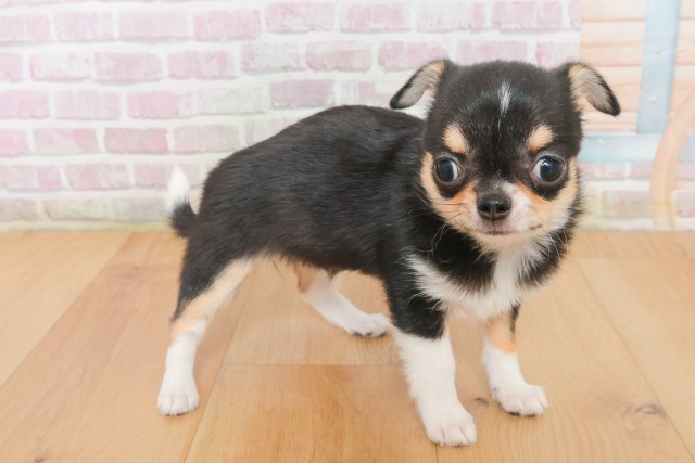 岩手県のチワワ(スムース) (Coo&RIKU岩手盛岡店/2025年12月17日生まれ/女の子/ブラックタンホワイト)の子犬の3枚目の画像