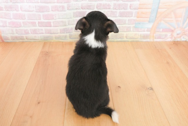 岩手県のチワワ(スムース) (Coo&RIKU岩手盛岡店/2025年12月17日生まれ/女の子/ブラックタンホワイト)の子犬の4枚目の画像