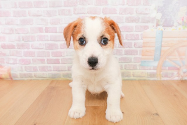 栃木県のジャックラッセルテリア (Coo&RIKUイオンタウン佐野店/2025年12月19日生まれ/男の子/ホワイトタン)の子犬の1枚目の画像