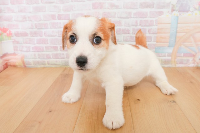 栃木県のジャックラッセルテリア (Coo&RIKUイオンタウン佐野店/2025年12月19日生まれ/男の子/ホワイトタン)の子犬の2枚目の画像