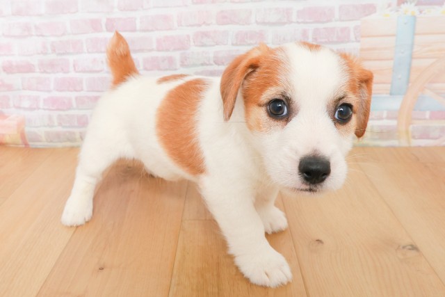 栃木県のジャックラッセルテリア (Coo&RIKUイオンタウン佐野店/2025年12月19日生まれ/男の子/ホワイトタン)の子犬の3枚目の画像