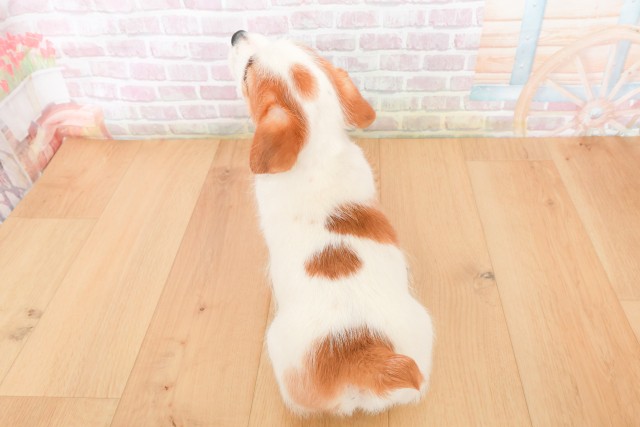 栃木県のジャックラッセルテリア (Coo&RIKUイオンタウン佐野店/2025年12月19日生まれ/男の子/ホワイトタン)の子犬の4枚目の画像