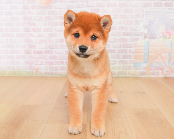 福島県の豆柴 (Coo&RIKU郡山店/2025年12月19日生まれ/男の子/赤)の子犬の1枚目の画像