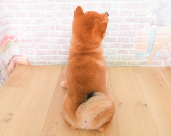 福島県の豆柴 (Coo&RIKU郡山店/2025年12月19日生まれ/男の子/赤)の子犬の4枚目の画像