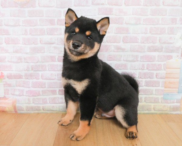 宮城県の豆柴 (Coo&RIKU石巻店/2025年12月19日生まれ/男の子/黒)の子犬の2枚目の画像