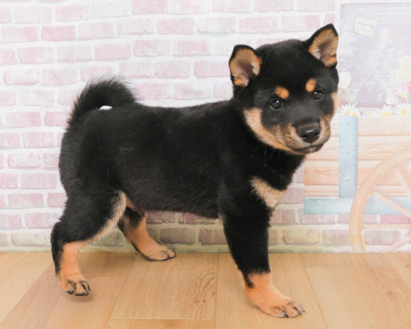 宮城県の豆柴 (Coo&RIKU石巻店/2025年12月19日生まれ/男の子/黒)の子犬の3枚目の画像