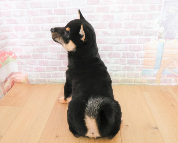 宮城県の豆柴 (Coo&RIKU石巻店/2025年12月19日生まれ/男の子/黒)の子犬の4枚目の画像