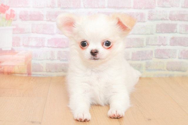 岩手県のチワワ(ロング) (Coo&RIKU一関店/2025年12月20日生まれ/女の子/ホワイトクリーム)の子犬の1枚目の画像