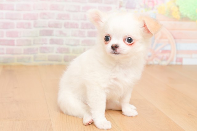 岩手県のチワワ(ロング) (Coo&RIKU一関店/2025年12月20日生まれ/女の子/ホワイトクリーム)の子犬の3枚目の画像