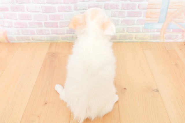 岩手県のチワワ(ロング) (Coo&RIKU一関店/2025年12月20日生まれ/女の子/ホワイトクリーム)の子犬の4枚目の画像