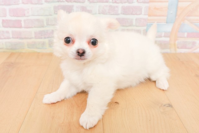 宮城県のチワワ(ロング) (Coo&RIKU仙台太白店/2025年12月20日生まれ/女の子/ホワイトクリーム)の子犬の2枚目の画像