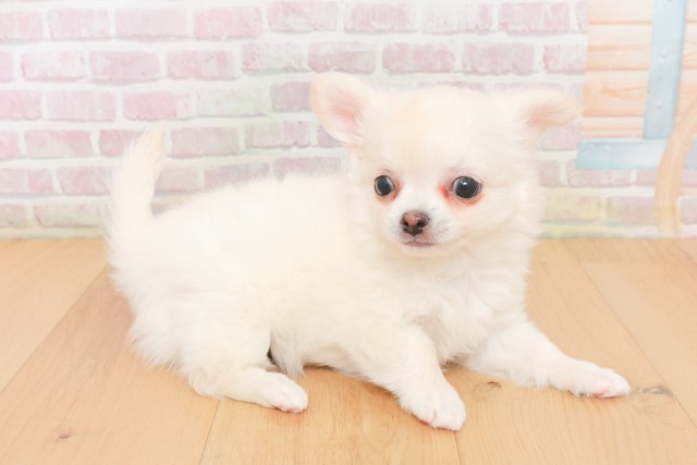 宮城県のチワワ(ロング) (Coo&RIKU仙台太白店/2025年12月20日生まれ/女の子/ホワイトクリーム)の子犬の3枚目の画像