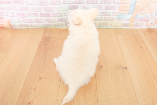 宮城県のチワワ(ロング) (Coo&RIKU仙台太白店/2025年12月20日生まれ/女の子/ホワイトクリーム)の子犬の4枚目の画像