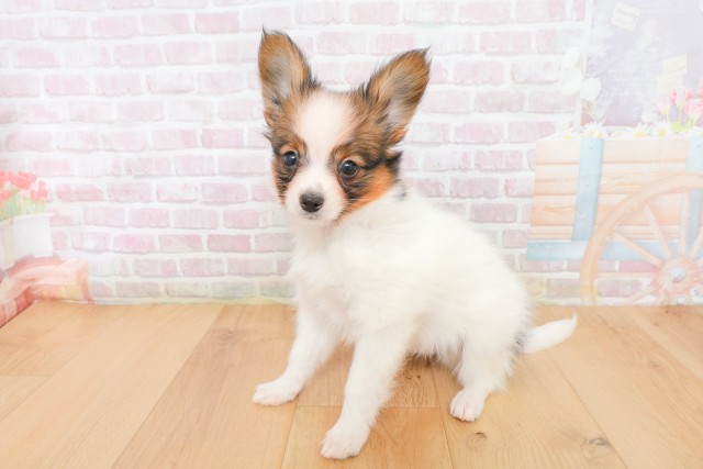 福島県のパピヨン (Coo&RIKUいわき店/2025年12月20日生まれ/男の子/ホワイトブラウン)の子犬の2枚目の画像