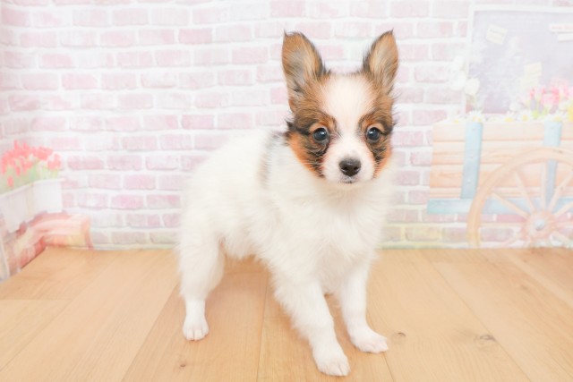 福島県のパピヨン (Coo&RIKUいわき店/2025年12月20日生まれ/男の子/ホワイトブラウン)の子犬の3枚目の画像