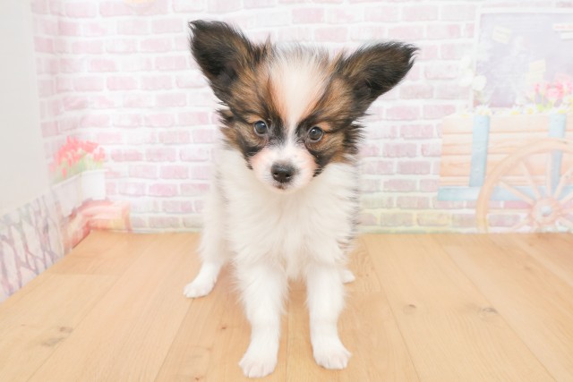 宮城県のパピヨン (Coo&RIKU石巻店/2025年12月20日生まれ/男の子/ホワイトブラウン)の子犬の1枚目の画像