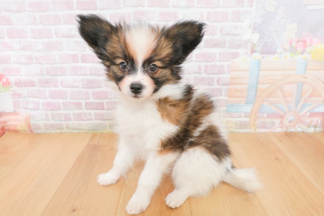 宮城県のパピヨン (Coo&RIKU石巻店/2025年12月20日生まれ/男の子/ホワイトブラウン)の子犬の2枚目の画像