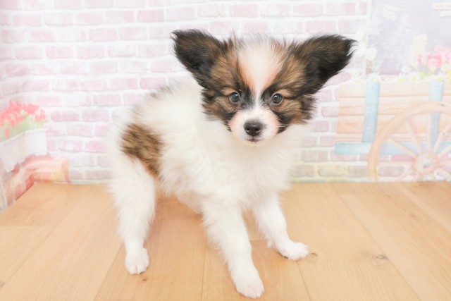 宮城県のパピヨン (Coo&RIKU石巻店/2025年12月20日生まれ/男の子/ホワイトブラウン)の子犬の3枚目の画像