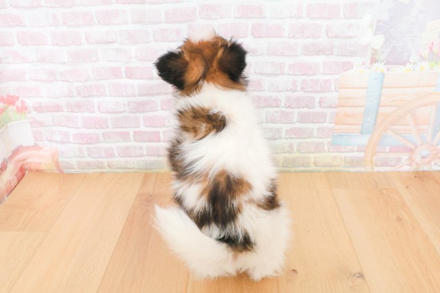 宮城県のパピヨン (Coo&RIKU石巻店/2025年12月20日生まれ/男の子/ホワイトブラウン)の子犬の4枚目の画像