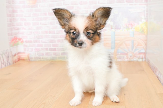 青森県のパピヨン (Coo&RIKU弘前店/2025年12月20日生まれ/男の子/ホワイトブラウン)の子犬の1枚目の画像