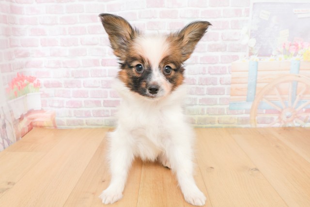 青森県のパピヨン (Coo&RIKU弘前店/2025年12月20日生まれ/男の子/ホワイトブラウン)の子犬の2枚目の画像