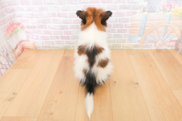 青森県のパピヨン (Coo&RIKU弘前店/2025年12月20日生まれ/男の子/ホワイトブラウン)の子犬の4枚目の画像