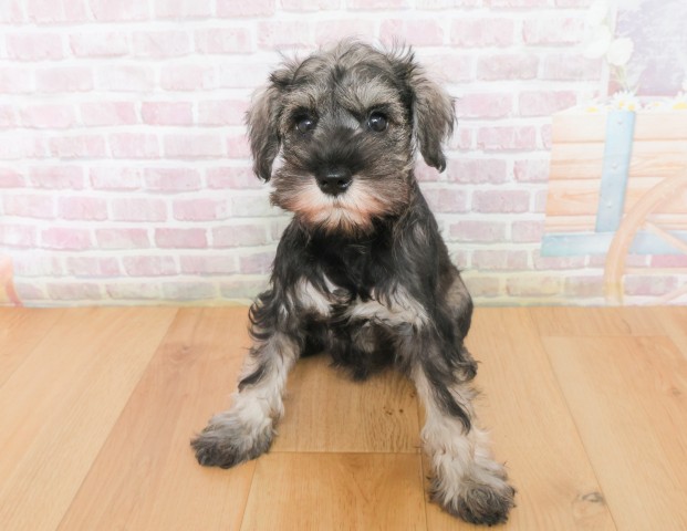 福島県のミニチュアシュナウザー (Coo&RIKU郡山店/2025年12月21日生まれ/女の子/ソルトペッパー)の子犬の1枚目の画像