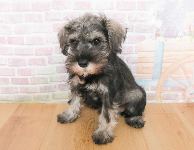 福島県のミニチュアシュナウザー (Coo&RIKU郡山店/2025年12月21日生まれ/女の子/ソルトペッパー)の子犬の2枚目の画像