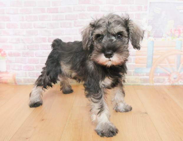 福島県のミニチュアシュナウザー (Coo&RIKU郡山店/2025年12月21日生まれ/女の子/ソルトペッパー)の子犬の3枚目の画像