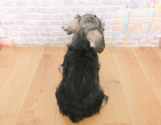 福島県のミニチュアシュナウザー (Coo&RIKU郡山店/2025年12月21日生まれ/女の子/ソルトペッパー)の子犬の4枚目の画像