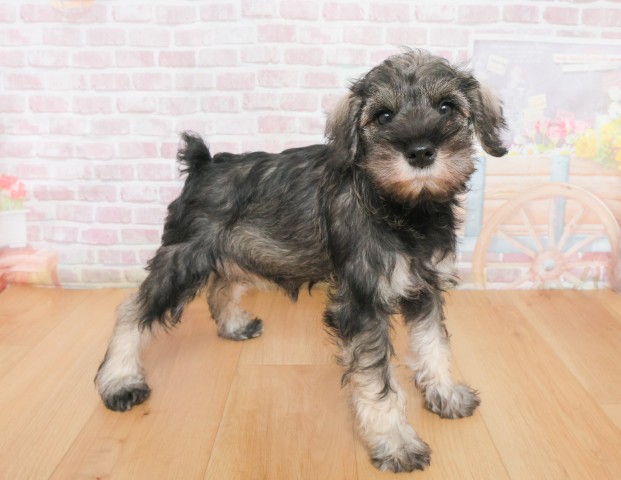 宮城県のミニチュアシュナウザー (Coo&RIKU仙台太白店/2025年12月21日生まれ/女の子/ソルトペッパー)の子犬の3枚目の画像