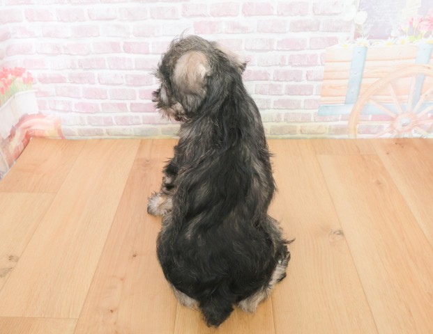 宮城県のミニチュアシュナウザー (Coo&RIKU仙台太白店/2025年12月21日生まれ/女の子/ソルトペッパー)の子犬の4枚目の画像