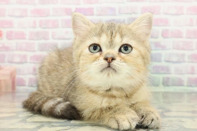 広島県のミヌエット (Coo&RIKU広島中央店/2025年12月12日生まれ/女の子/ブラウンパッチドタビー)の子猫の3枚目の画像