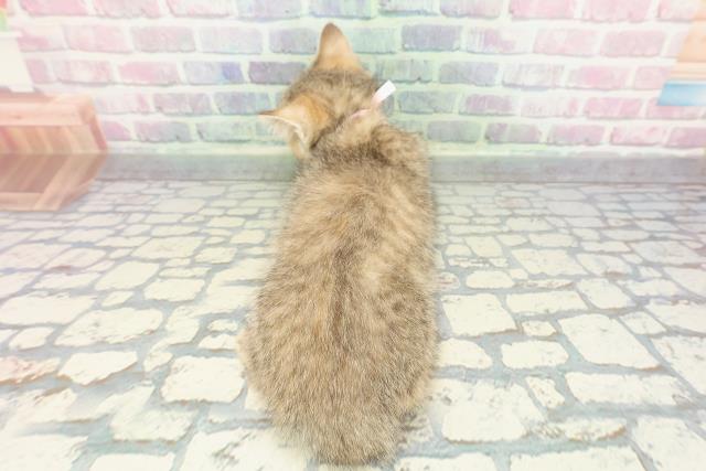 広島県のミヌエット (Coo&RIKU広島中央店/2025年12月12日生まれ/女の子/ブラウンパッチドタビー)の子猫の4枚目の画像