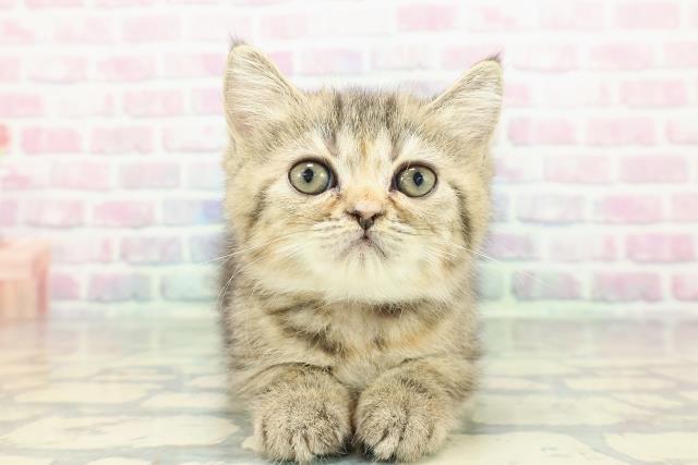 東京都のエキゾチック (Coo&RIKU大久保店/2025年12月14日生まれ/女の子/ブラウンパッチドタビー)の子猫