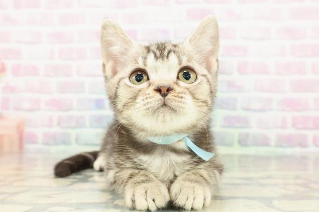 北海道のアメリカンショートヘアー (Coo&RIKU釧路店/2025年11月19日生まれ/男の子/シルバークラシックタビー)の子猫の1枚目の画像