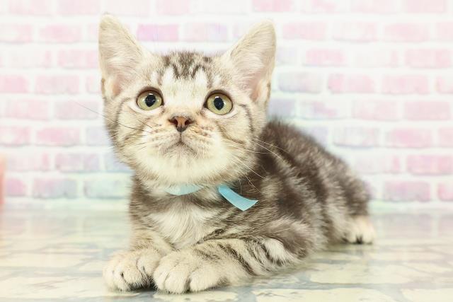 北海道のアメリカンショートヘアー (Coo&RIKU釧路店/2025年11月19日生まれ/男の子/シルバークラシックタビー)の子猫の2枚目の画像