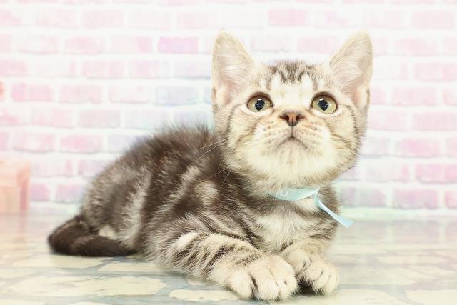 北海道のアメリカンショートヘアー (Coo&RIKU釧路店/2025年11月19日生まれ/男の子/シルバークラシックタビー)の子猫の3枚目の画像